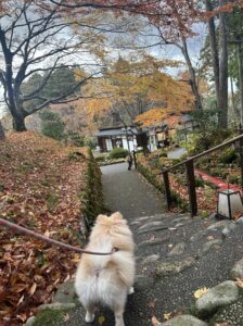 こんにちは。大橋店スタッフの中川です(=^ェ^=)